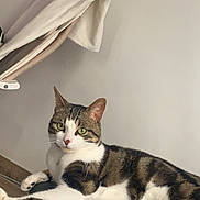 Chat participe au concours pour gagner de l'argent avec cette photo : cat, tabby_cat, white_fur, green_eyes, relaxed, lounging, indoor, blanket, beige, black_surface, feline, pet, animal, whiskers, paws, ears, fur_pattern, domestic_cat, resting, curious