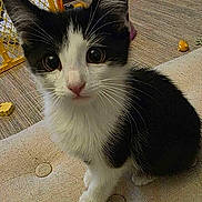 Gizmo is registered to the contest to win money with this photo: cat, kitten, black_and_white, pet, indoor, curious, sitting, wide_eyes, fur, whiskers, playpen, toy, floor, texture, animal, young, cute, alert, domestic, feline