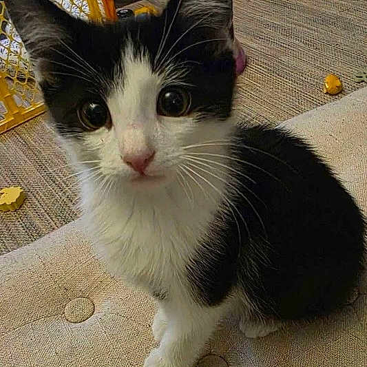 Gizmo