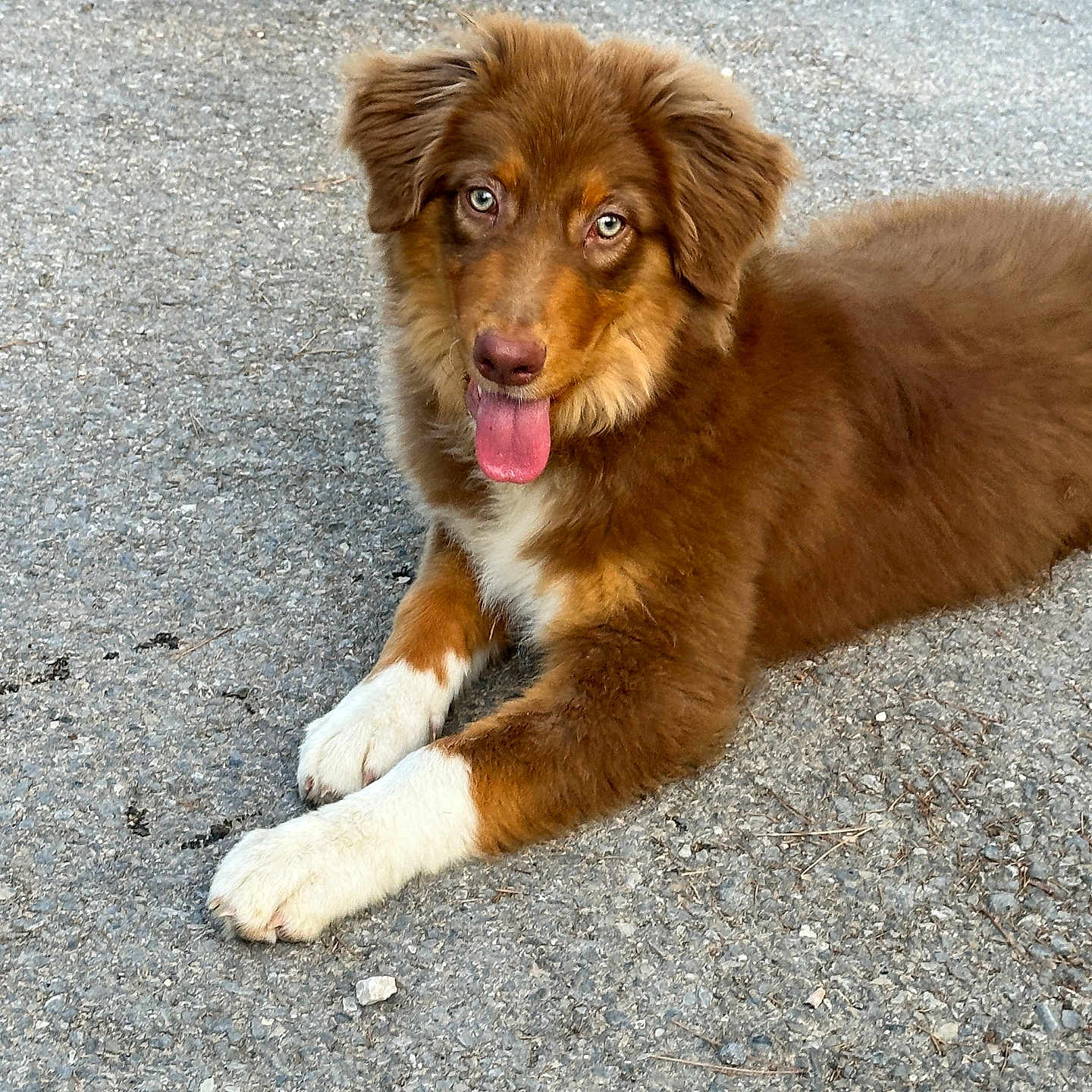 Django participe au concours pour gagner de l'argent avec cette photo : accessories, animal, bodypart, canine, cockerspaniel, collie, dog, goldenretriever, hound, husky, leash, mouth, papillon, person, pet, puppy, road, strap, tarmac, tongue