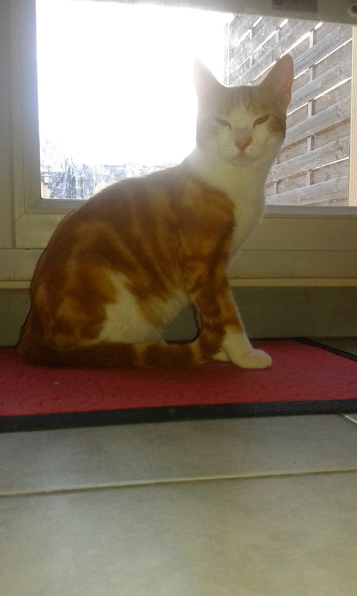 Molky participe au concours pour gagner de l'argent avec cette photo : carnivore, cat, domestic_short_haired_cat, european_shorthair, fawn, felidae, hardwood, kitten, maine_coon, paw, polydactyl_cat, small_to_medium_sized_cats, tail, whiskers, wood