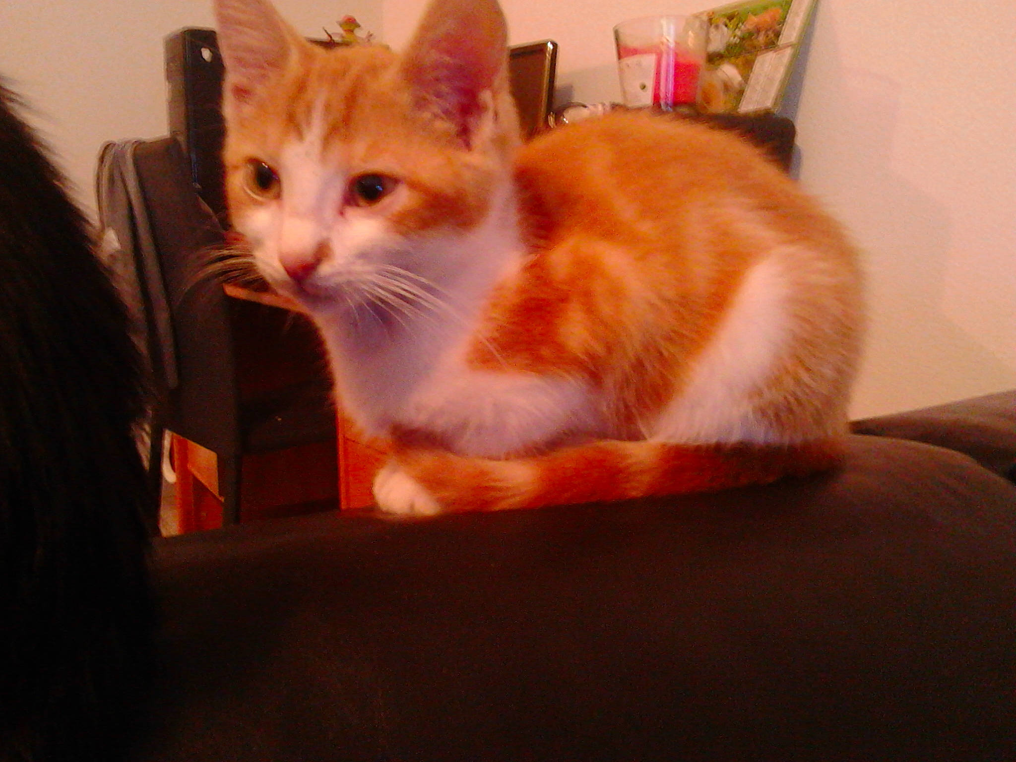 Molky a rejoint le concours — aidez-le/la à gagner de superbes lots ! aegean_cat, arabian_mau, asian, carnivore, cat, domestic_short_haired_cat, ear, european_shorthair, fawn, felidae, fur, kitten, mammal, ojos_azules, small_to_medium_sized_cats, tail, turkish_angora, turkish_van, vertebrate, whiskers