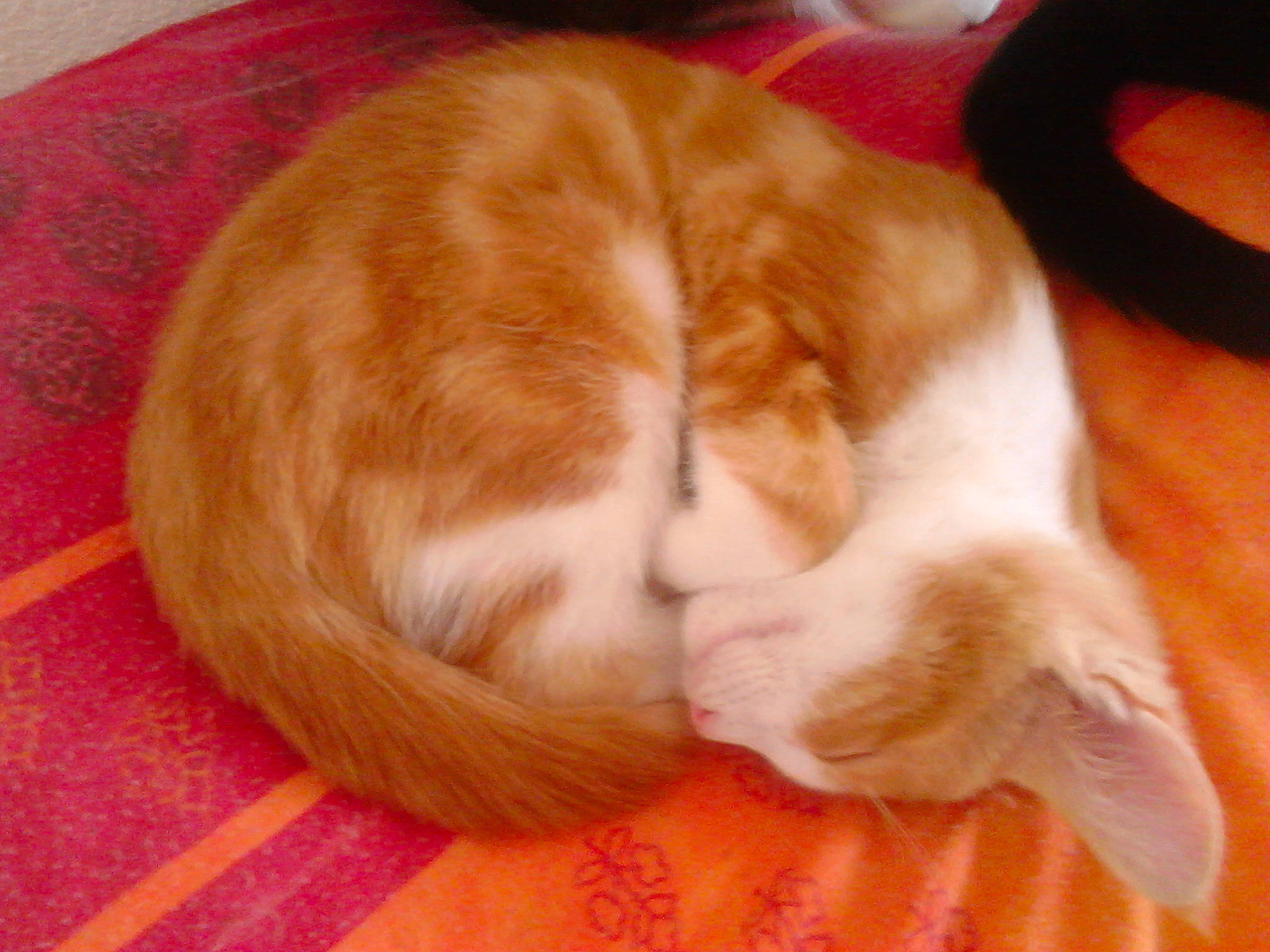 Molky participe au concours pour gagner de l'argent avec cette photo : carnivore, cat, claw, ear, european_shorthair, fawn, felidae, fur, kitten, nap, paw, sleep, small_to_medium_sized_cats, tail, whiskers