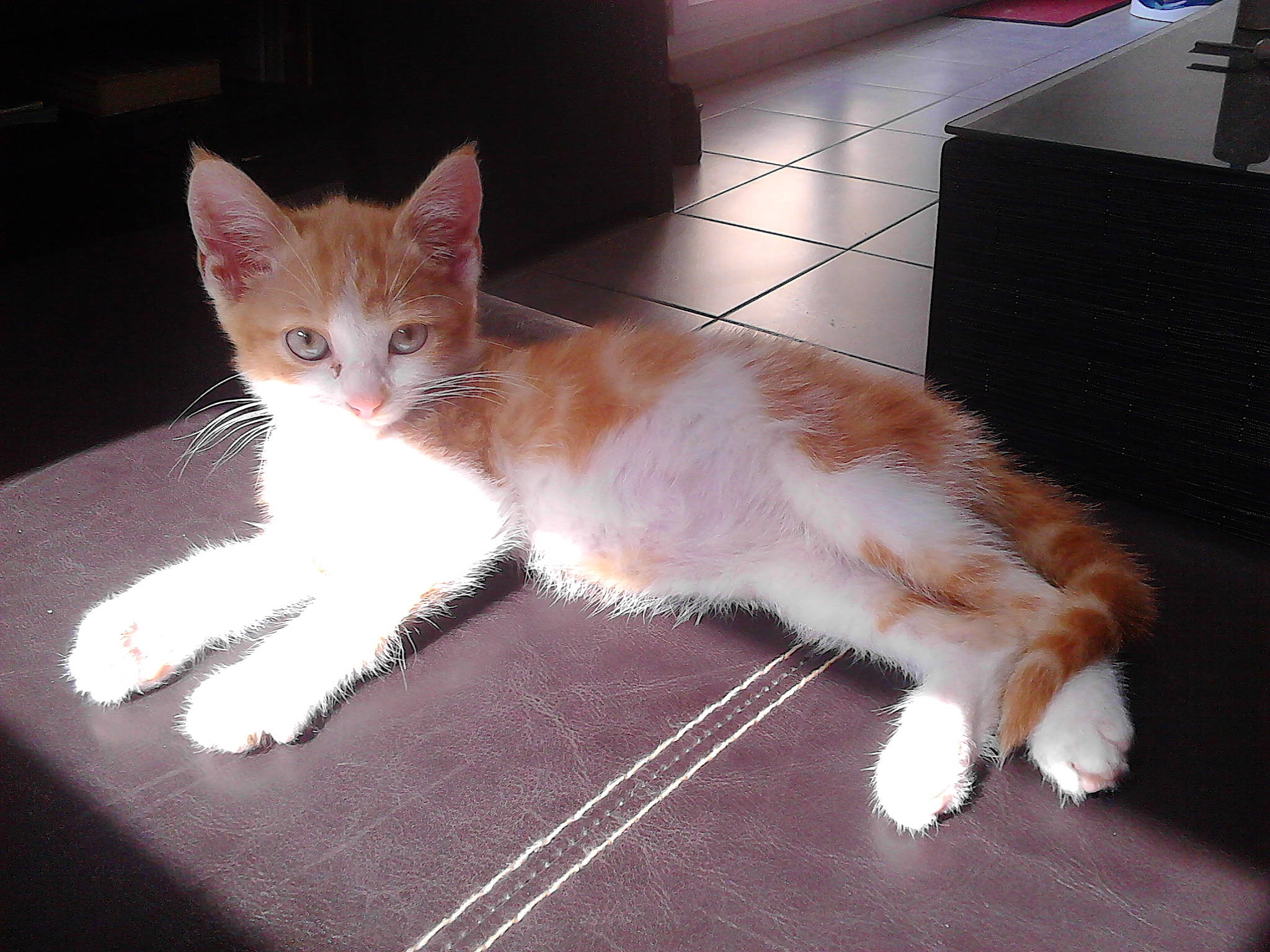 Molky a rejoint le concours — aidez-le/la à gagner de superbes lots ! aegean_cat, american_wirehair, carnivore, cat, cymric, domestic_short_haired_cat, fawn, felidae, fur, kitten, mammal, ojos_azules, polydactyl_cat, ragamuffin, small_to_medium_sized_cats, tail, turkish_angora, vertebrate, whiskers