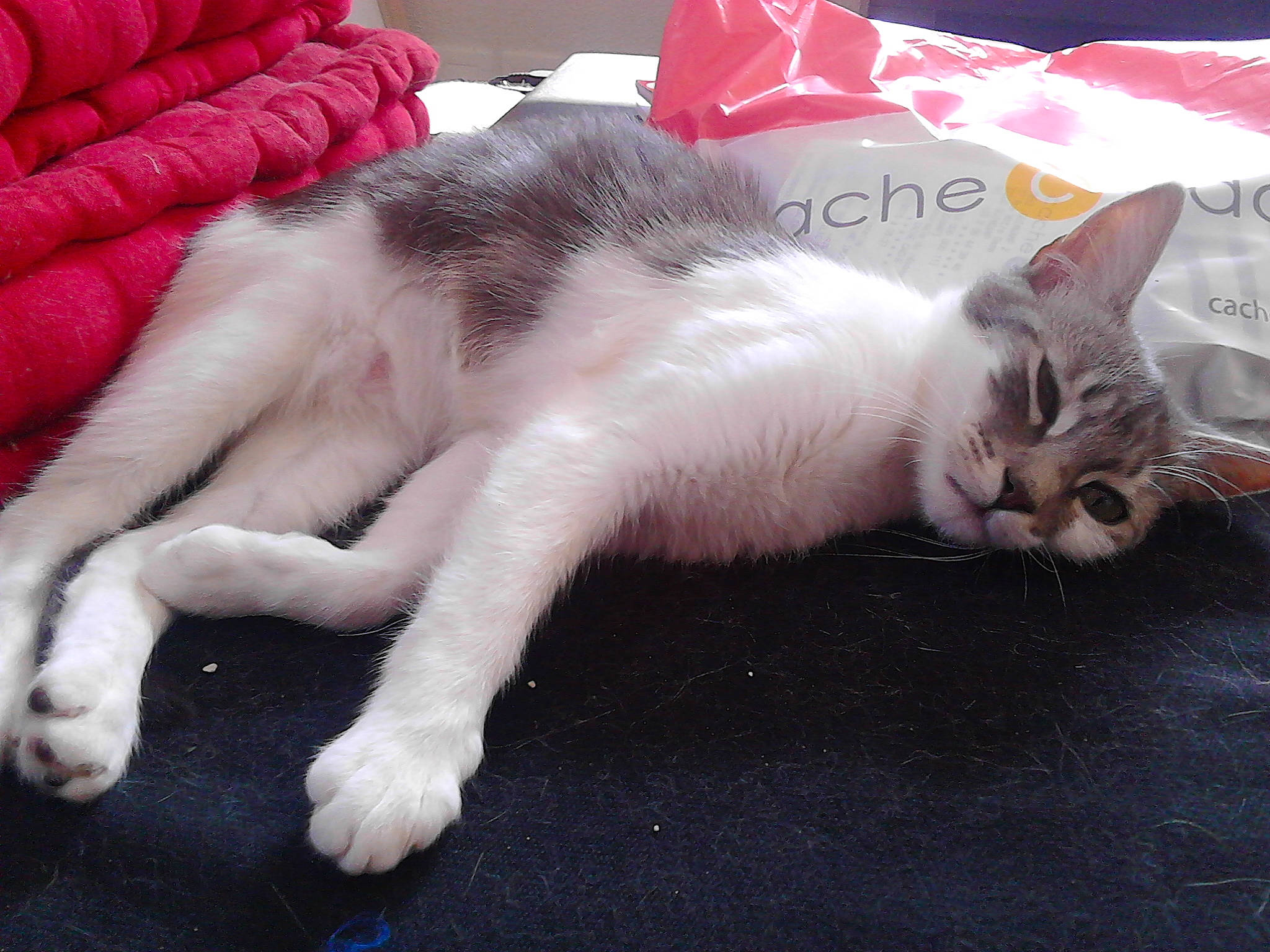 Zora a rejoint le concours — aidez-le/la à gagner de superbes lots ! aegean_cat, american_wirehair, asian, carnivore, cat, domestic_short_haired_cat, ear, european_shorthair, eye, felidae, fur, kitten, leg, mammal, nap, paw, polydactyl_cat, small_to_medium_sized_cats, tail, whiskers