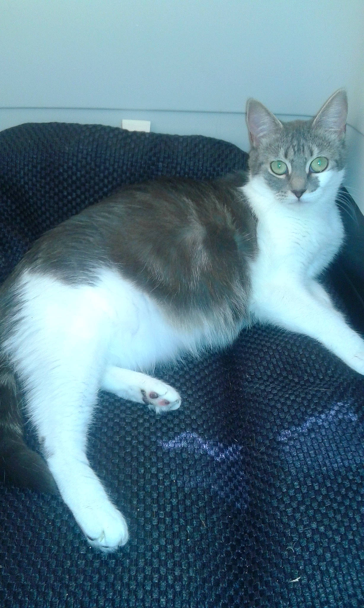 Zora a rejoint le concours — aidez-le/la à gagner de superbes lots ! aegean_cat, american_wirehair, carnivore, cat, domestic_short_haired_cat, european_shorthair, felidae, kitten, mammal, polydactyl_cat, small_to_medium_sized_cats, tail, vertebrate, whiskers