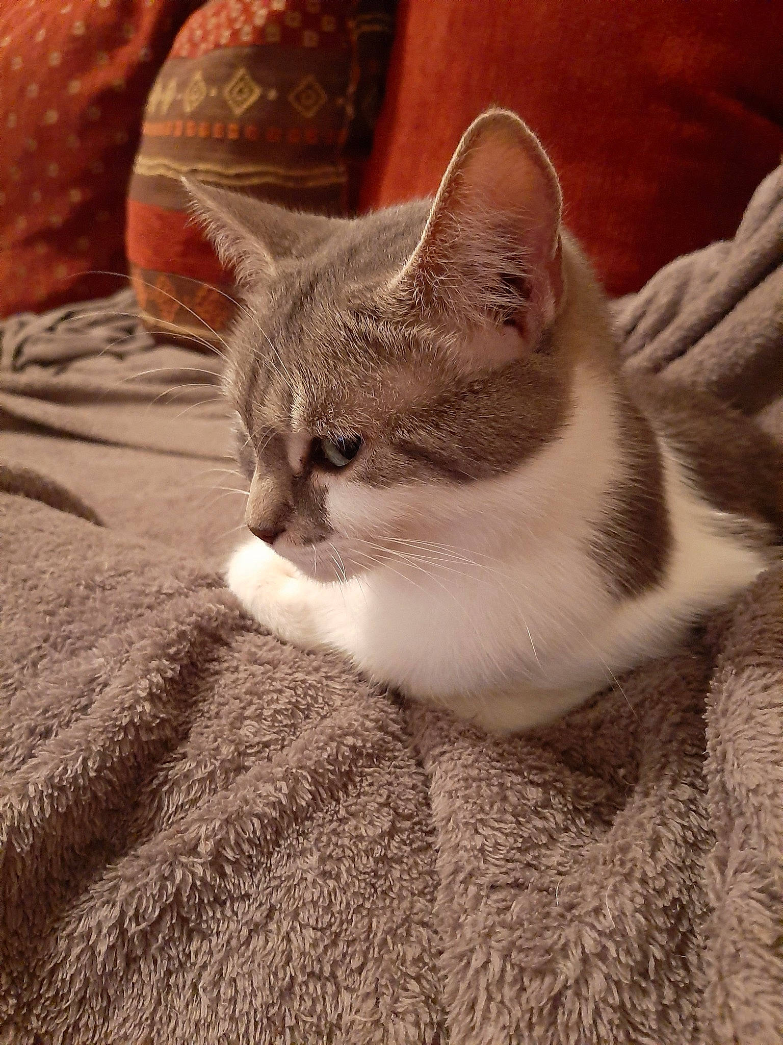 Zora participe au concours pour gagner de l'argent avec cette photo : aegean_cat, american_wirehair, asian, australian_mist, british_shorthair, carnivore, cat, domestic_short_haired_cat, european_shorthair, fawn, felidae, fur, kitten, mammal, singapura, small_to_medium_sized_cats, snout, tabby_cat, whiskers