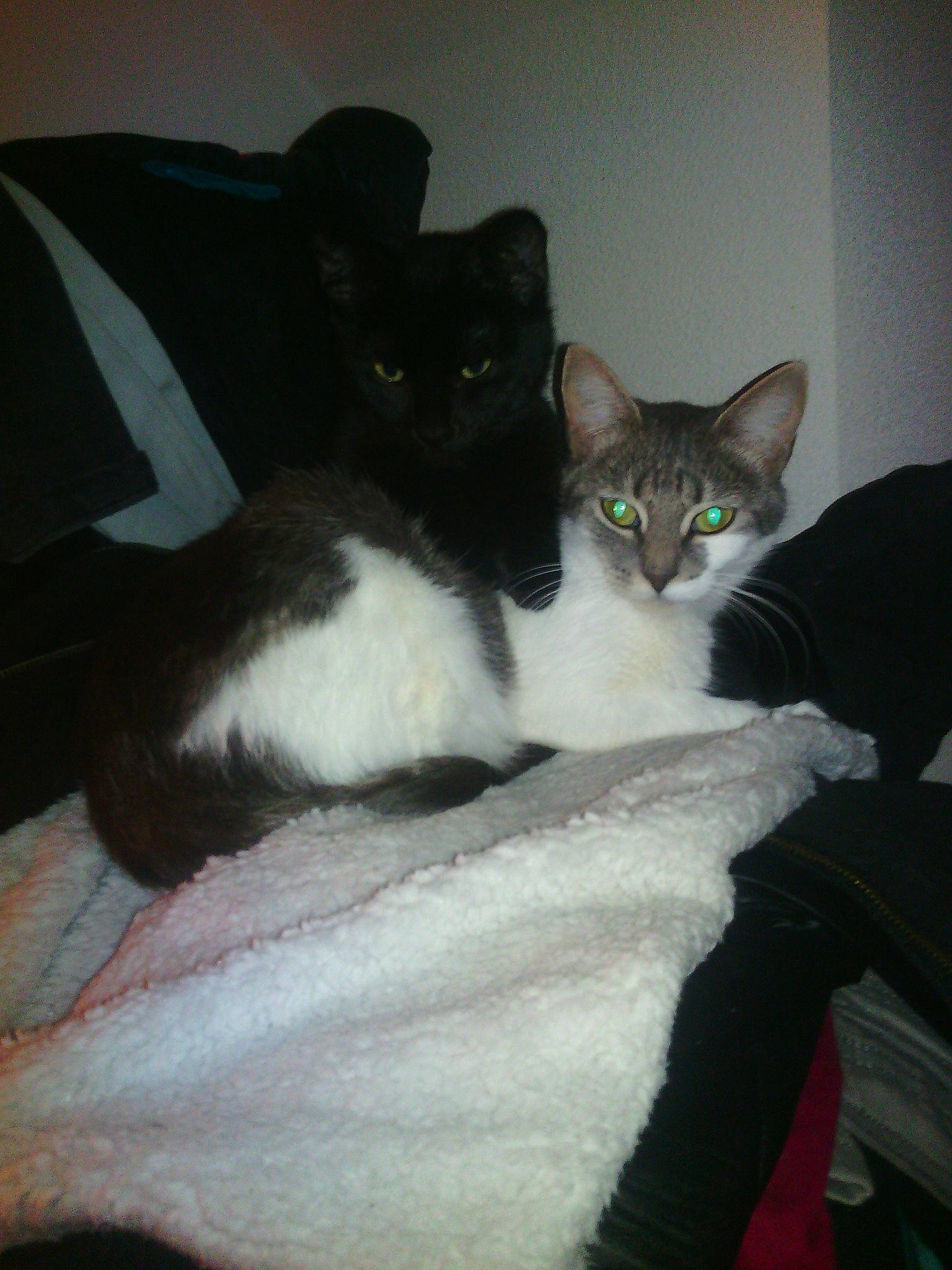 Zora a rejoint le concours — aidez-le/la à gagner de superbes lots ! carnivore, cat, domestic_short_haired_cat, felidae, kitten, mammal, small_to_medium_sized_cats, tail, whiskers