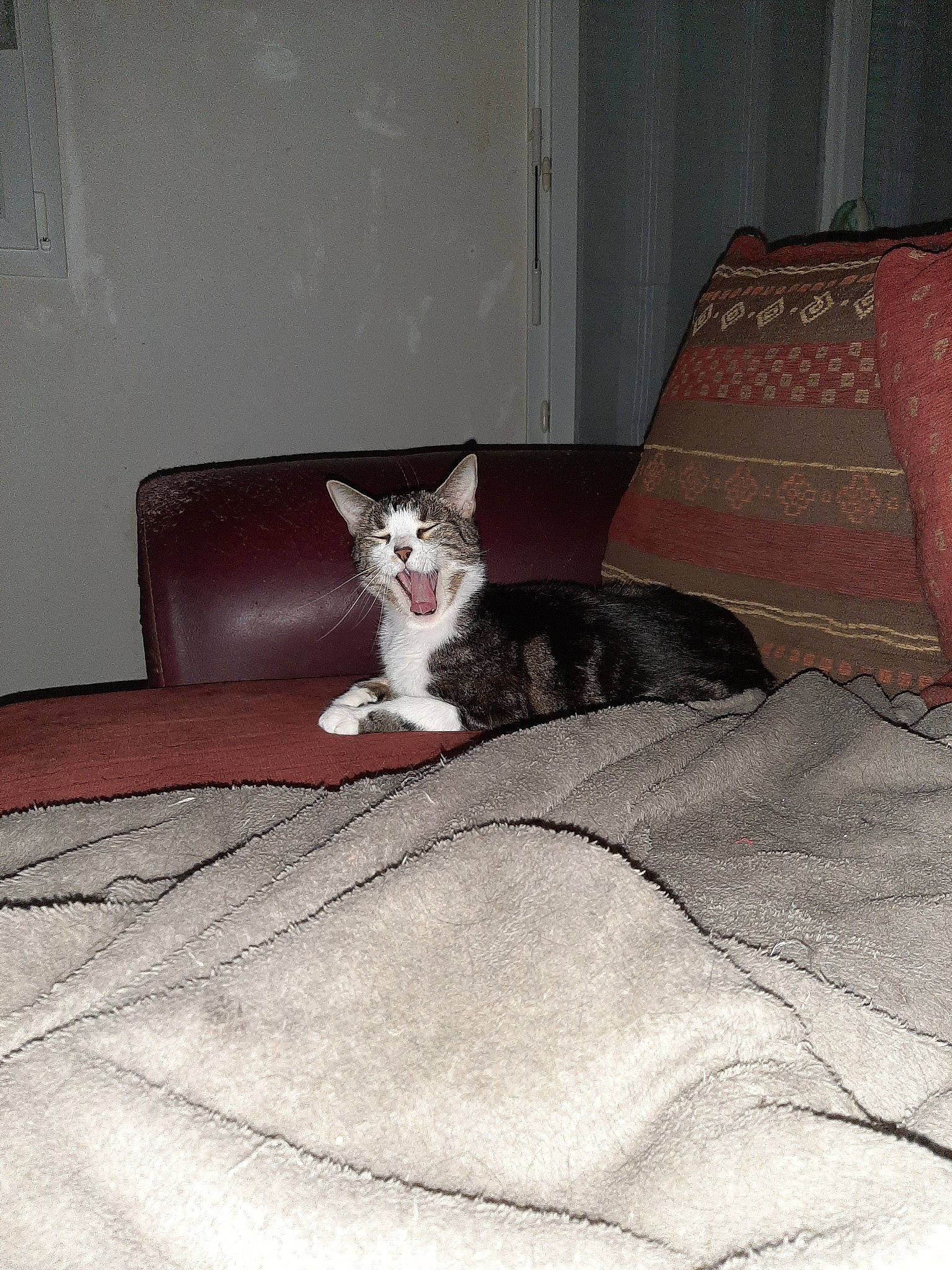 Milka a rejoint le concours — aidez-le/la à gagner de superbes lots ! asian, bed, carnivore, cat, comfort, domestic_short_haired_cat, european_shorthair, felidae, fur, furniture, kitten, polydactyl_cat, room, small_to_medium_sized_cats, whiskers