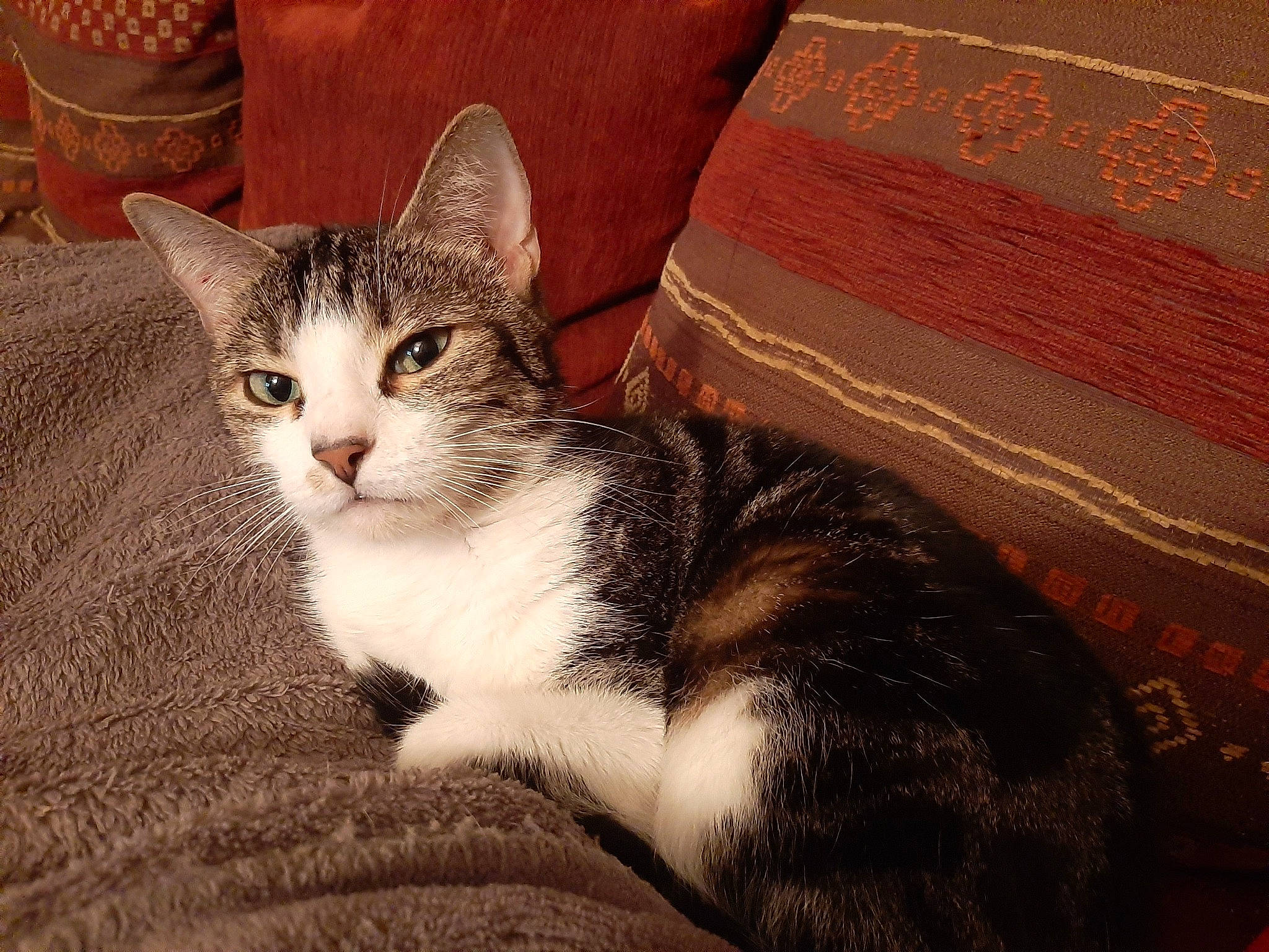 Milka participe au concours pour gagner de l'argent avec cette photo : aegean_cat, american_shorthair, american_wirehair, asian, australian_mist, carnivore, cat, domestic_short_haired_cat, dragon_li, european_shorthair, felidae, fur, kitten, mammal, ojos_azules, paw, small_to_medium_sized_cats, tabby_cat, vertebrate, whiskers