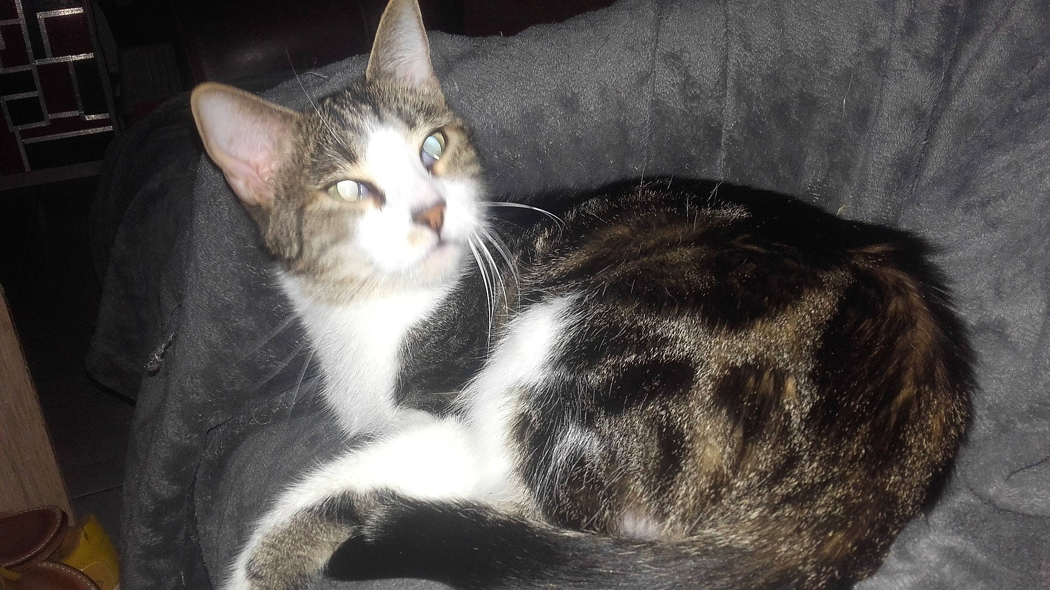 Milka a rejoint le concours — aidez-le/la à gagner de superbes lots ! aegean_cat, american_shorthair, american_wirehair, arabian_mau, asian, australian_mist, carnivore, cat, domestic_short_haired_cat, european_shorthair, felidae, fur, german_rex, kitten, mammal, small_to_medium_sized_cats, snout, tabby_cat, vertebrate, whiskers