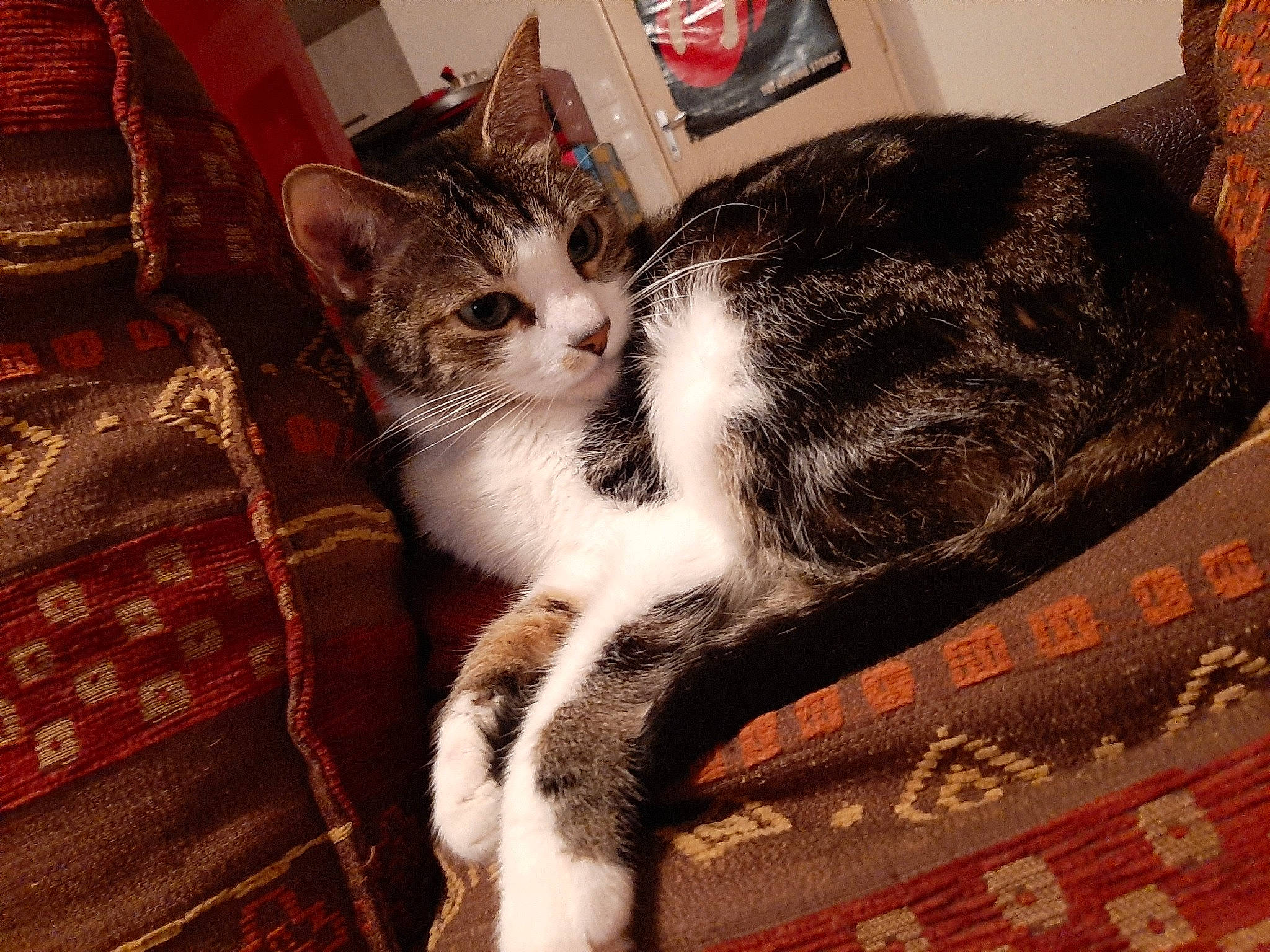 Milka a rejoint le concours — aidez-le/la à gagner de superbes lots ! aegean_cat, american_wirehair, asian, carnivore, cat, domestic_short_haired_cat, ear, european_shorthair, eye, felidae, fur, kitten, lap, paw, sitting, small_to_medium_sized_cats, tabby_cat, tail, whiskers