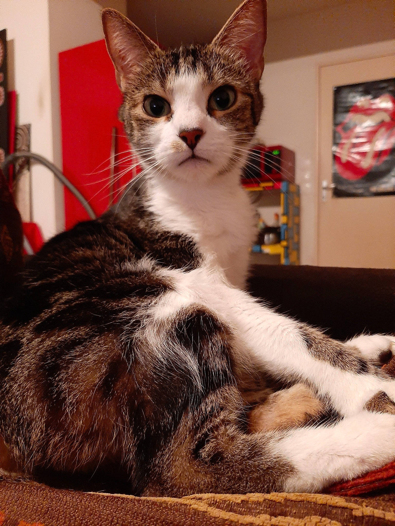 Milka a rejoint le concours — aidez-le/la à gagner de superbes lots ! aegean_cat, american_shorthair, american_wirehair, asian, carnivore, cat, domestic_short_haired_cat, european_shorthair, felidae, fur, kitten, mammal, small_to_medium_sized_cats, tabby_cat, vertebrate, whiskers