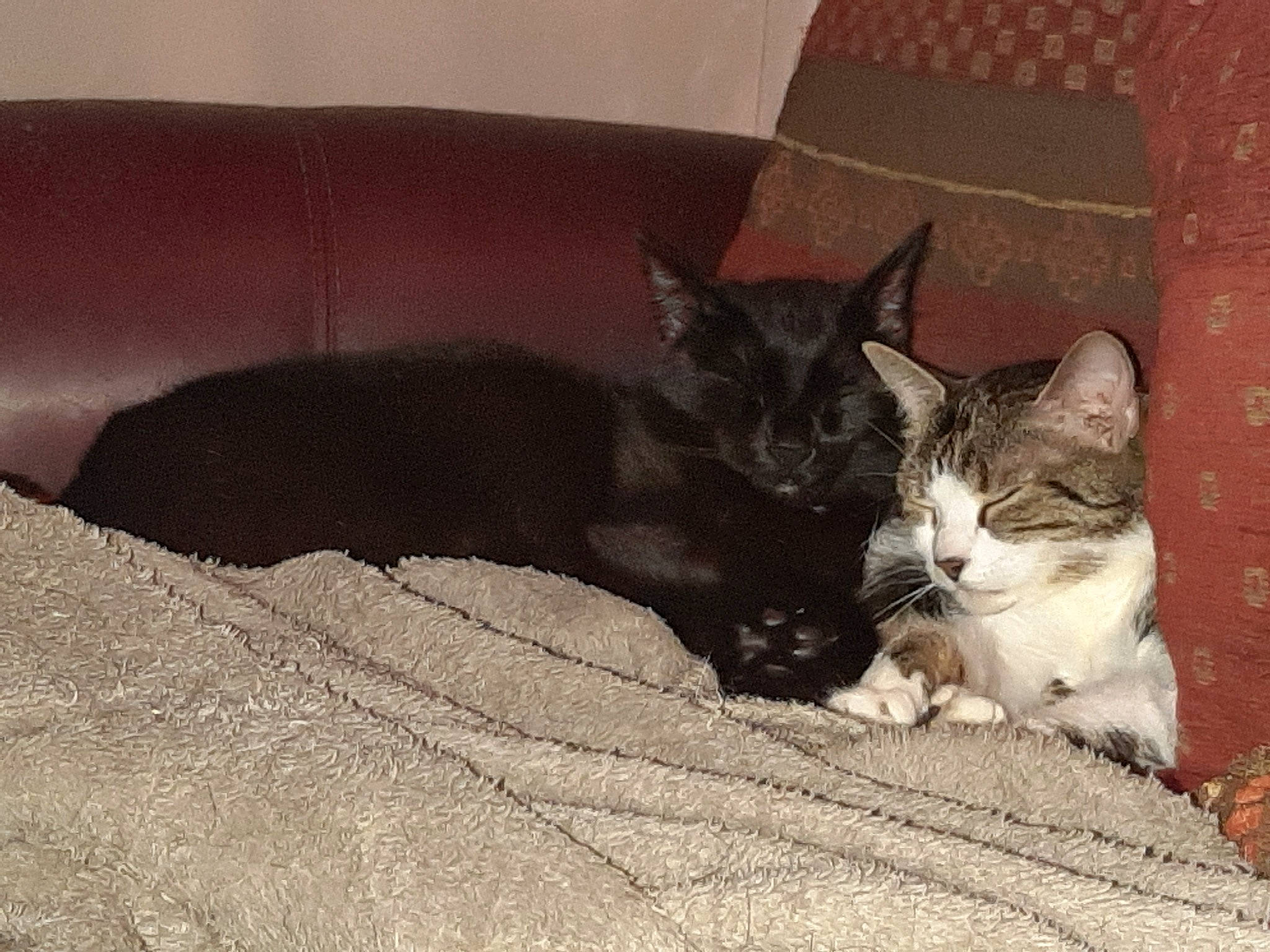 Loustik a rejoint le concours — aidez-le/la à gagner de superbes lots ! aegean_cat, asian, carnivore, cat, domestic_short_haired_cat, european_shorthair, felidae, fur, kitten, mammal, polydactyl_cat, small_to_medium_sized_cats, snout, whiskers