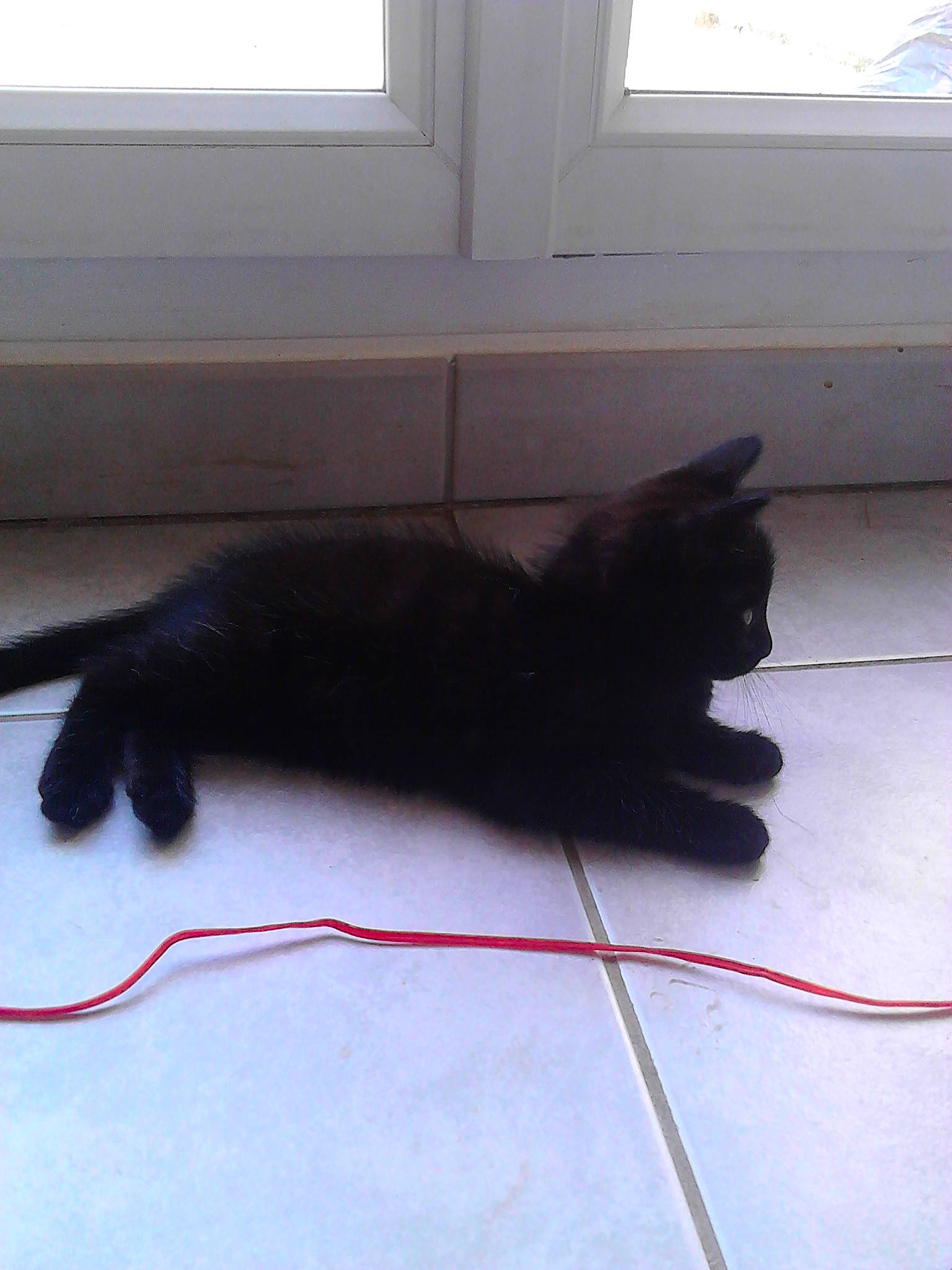 Loustik a rejoint le concours — aidez-le/la à gagner de superbes lots ! black_cat, canidae, carnivore, cat, felidae, floor, fur, small_to_medium_sized_cats, sporting_group, tail