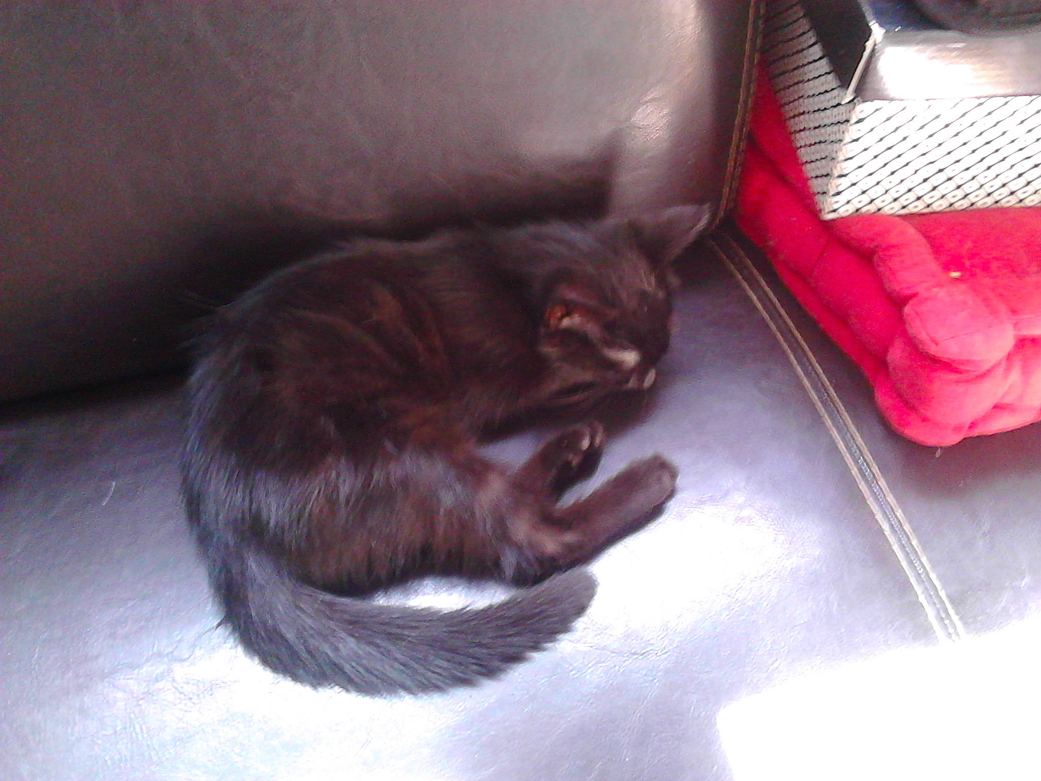 Loustik participe au concours pour gagner de l'argent avec cette photo : black_cat, carnivore, cat, domestic_short_haired_cat, felidae, fur, kitten, small_to_medium_sized_cats, tail, whiskers