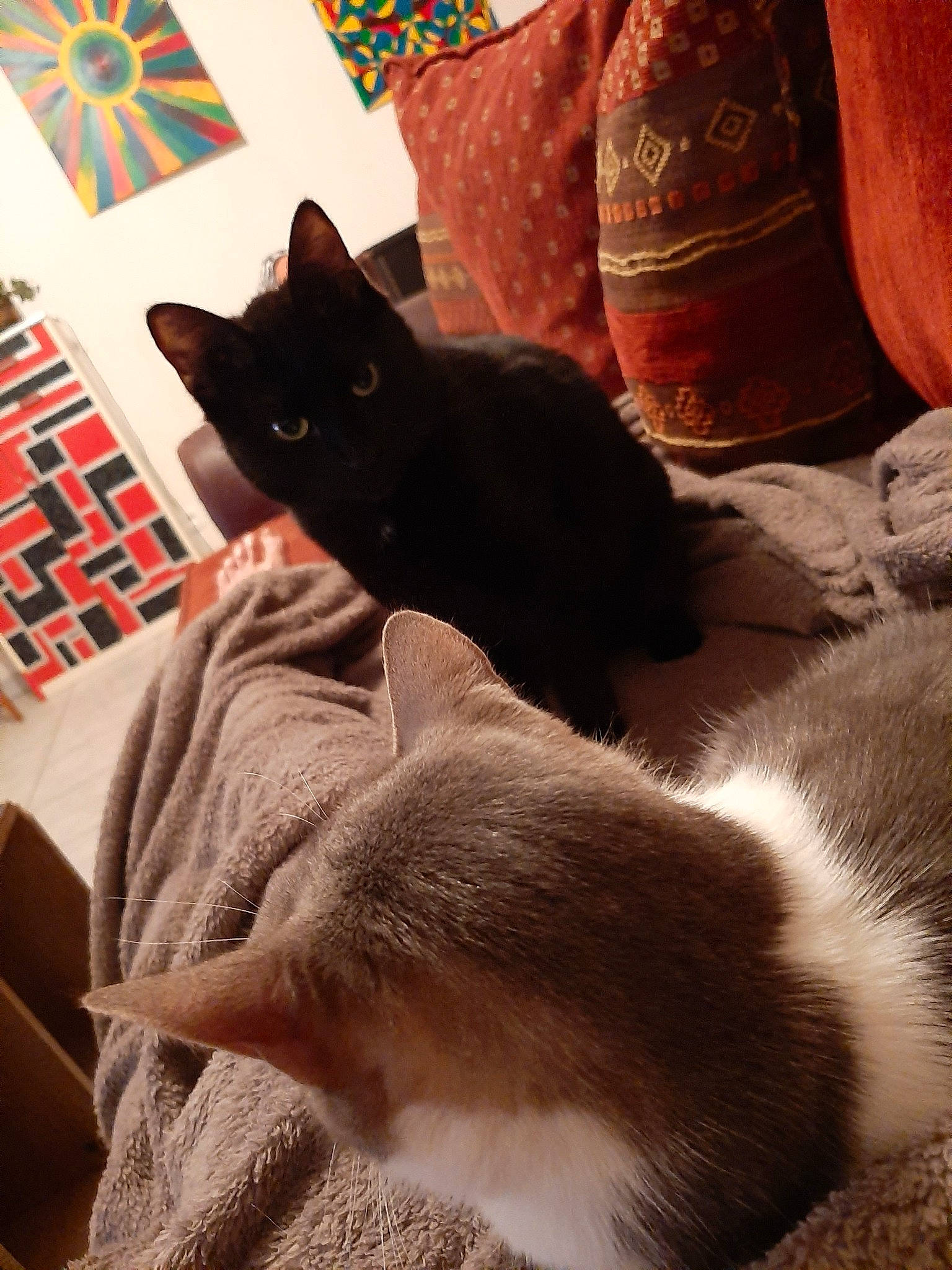 Loustik participe au concours pour gagner de l'argent avec cette photo : asian, black_cat, carnivore, cat, domestic_short_haired_cat, felidae, fur, furniture, kitten, leg, linens, room, small_to_medium_sized_cats, tail, whiskers