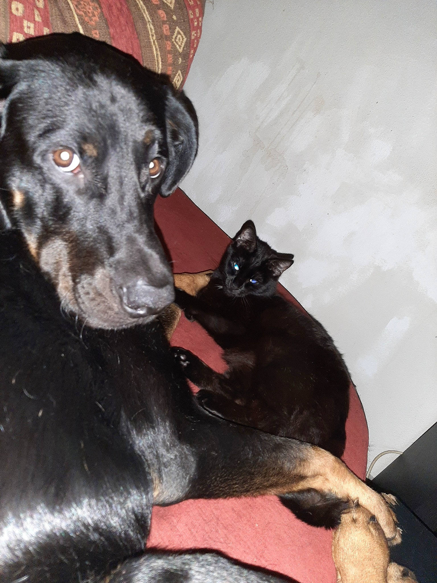 Krusty participe au concours pour gagner de l'argent avec cette photo : beagador, borador, canidae, carnivore, dog, dog_breed, formosan_mountain_dog, labrador_retriever, mammal, snout, sporting_group, vertebrate, whiskers