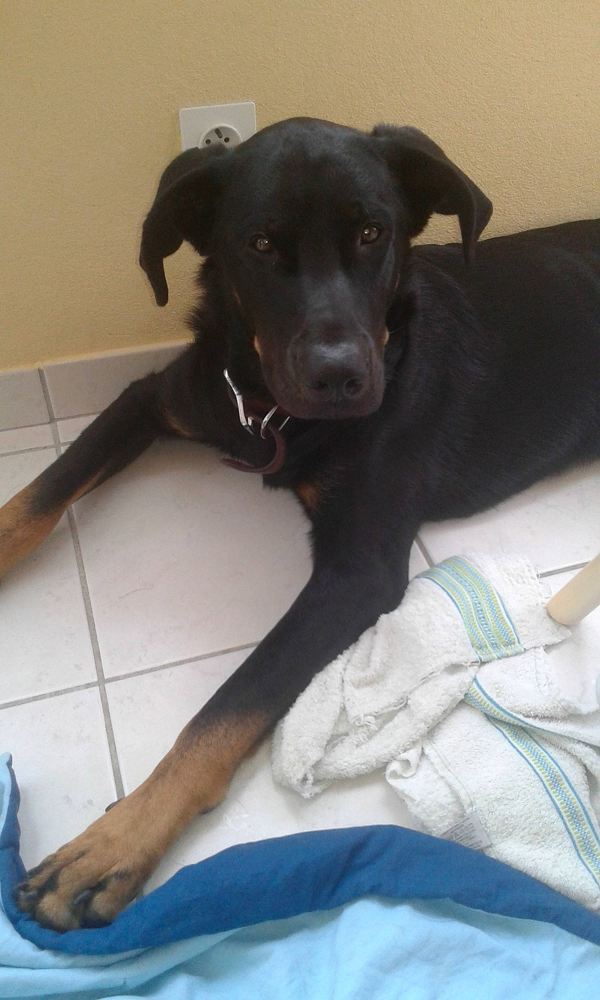 Krusty participe au concours pour gagner de l'argent avec cette photo : beagador, borador, canidae, carnivore, dog, dog_breed, eurohound, feist, guard_dog, hunting_dog, labrador_retriever, mammal, patterdale_terrier, potcake_dog, puppy, rare_breed_dog, sporting_group, tail