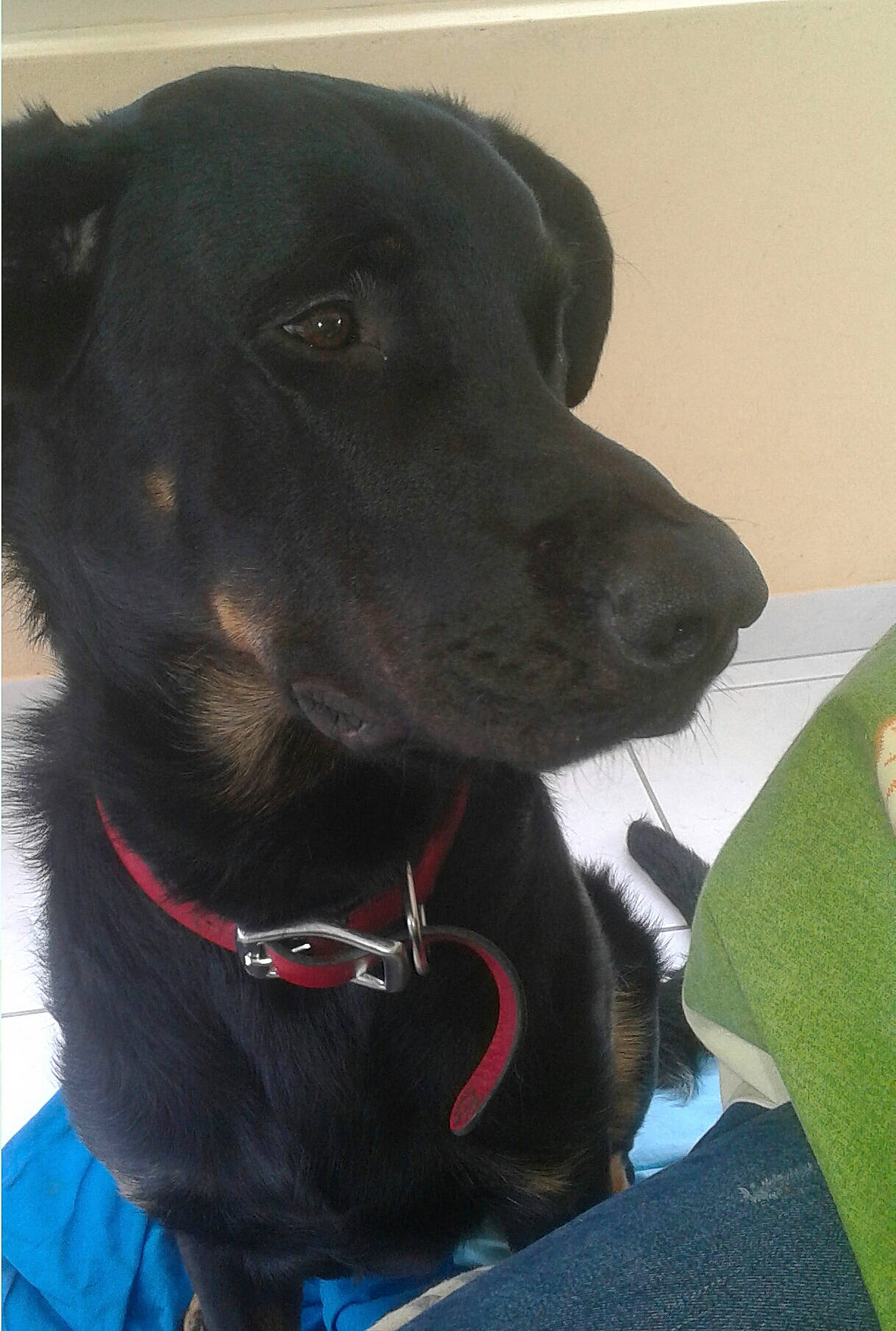 Krusty a rejoint le concours — aidez-le/la à gagner de superbes lots ! beagador, borador, canidae, carnivore, dog, dog_breed, dog_collar, ear, flat_coated_retriever, hunting_dog, labrador_retriever, mammal, nose, patterdale_terrier, puppy, rare_breed_dog, retriever, snout, sporting_group