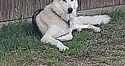 Tigo a rejoint le concours — aidez-le/la à gagner de superbes lots ! animal, background, canine, collar, digital_photo, dog, fence, fur, grass, ground, leisure, lying_down, messaging_app, nature, outdoor, pet, quiet, resting, smartphone_screen, wood