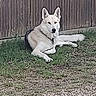 animal, background, canine, collar, digital_photo, dog, fence, fur, grass, ground, leisure, lying_down, messaging_app, nature, outdoor, pet, quiet, resting, smartphone_screen, wood