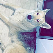 Tigo a rejoint le concours — aidez-le/la à gagner de superbes lots ! alert, animal, appliance, canine, companion, cute, dog, domestic_animal, ears, floor, fur, german_shepherd, home, household, indoor, looking_up, lying_down, mammal, pet, resting