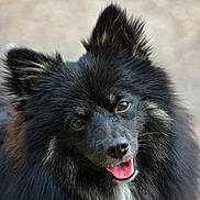 Voyou a rejoint le concours — aidez-le/la à gagner de superbes lots ! animal, black_fur, canine, closeup, cute, dog, domestic_animal, ears, face, fluffy, friendly, fur, happy, looking_up, mammal, outdoor, pet, portrait, smiling, tongue_out