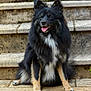 Voyou participe au concours pour gagner de l'argent avec cette photo : animal, black_dog, canine, companion, cute, dog, ears_up, fluffy, friendly, fur, happy, muzzle, outdoor, paws, pet, portrait, sitting, smiling, stone_steps, tongue_out