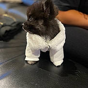 Voyou a rejoint le concours — aidez-le/la à gagner de superbes lots ! puppy, dog, black_dog, white_jacket, pet_clothing, leather_surface, indoor, blurred_background, small_dog, cute, fur, animal, looking_sideways, sitting, domestic_animal, fluffy, adorable, young_dog, furry, companion