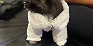 Voyou a rejoint le concours — aidez-le/la à gagner de superbes lots ! adorable, animal, black_dog, blurred_background, companion, cute, dog, domestic_animal, fluffy, fur, furry, indoor, leather_surface, looking_sideways, pet_clothing, puppy, sitting, small_dog, white_jacket, young_dog