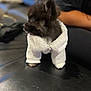 puppy, dog, black_dog, white_jacket, pet_clothing, leather_surface, indoor, blurred_background, small_dog, cute, fur, animal, looking_sideways, sitting, domestic_animal, fluffy, adorable, young_dog, furry, companion
