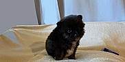 Voyou participe au concours pour gagner de l'argent avec cette photo : puppy, dog, small, black, fluffy, cute, pet, animal, sitting, blanket, indoor, soft, fur, young, companion, adorable, looking_up, cozy, cute_pet, domestic