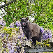 Nelson participe au concours pour gagner de l'argent avec cette photo : cat, gray_cat, wisteria, flowers, purple_flowers, green_leaves, wooden_trellis, outdoor, nature, plant, spring, garden, animal, pet, feline, tongue_out, tree_branch, leafy, flora, daylight