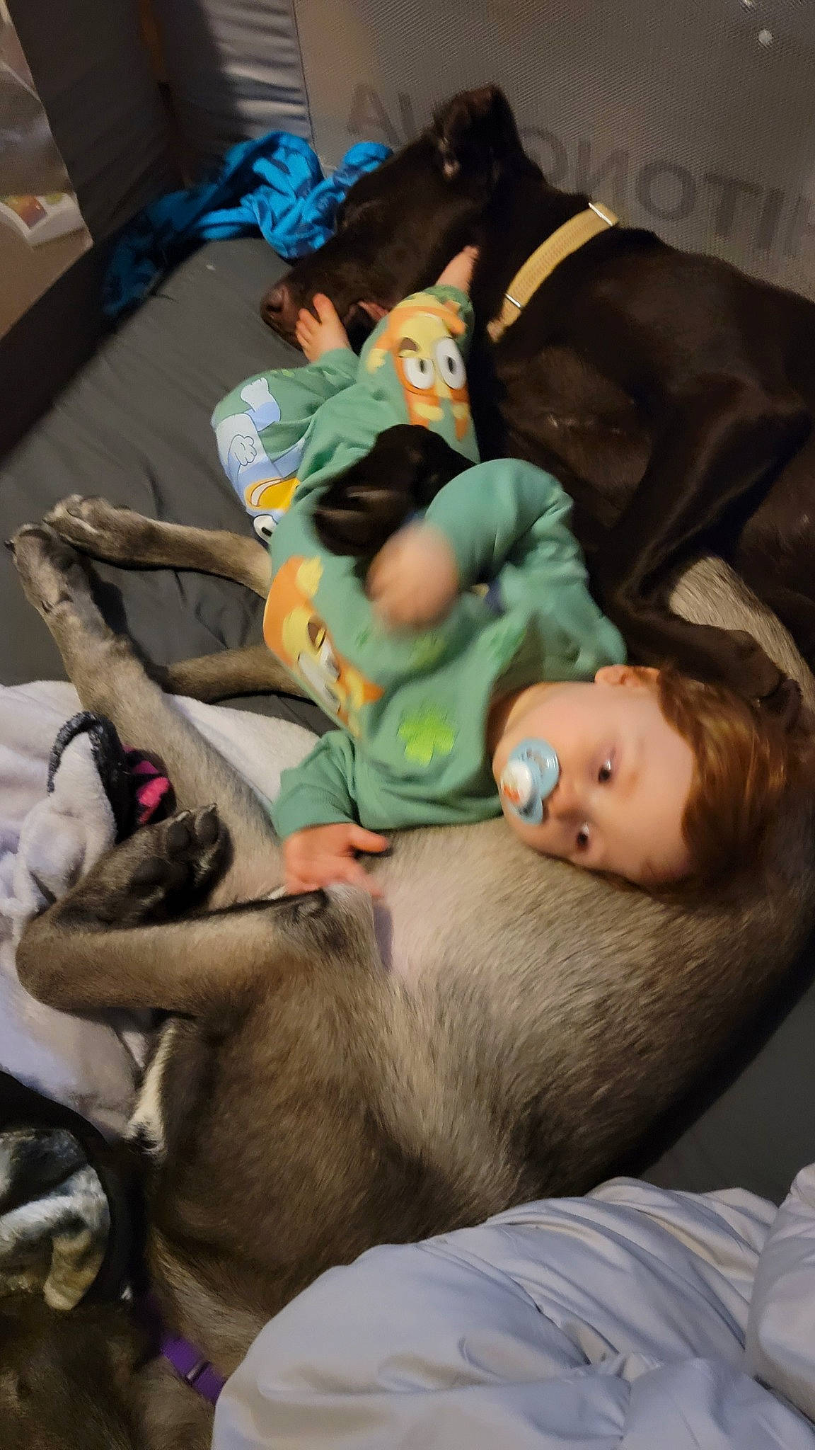 Lamar joined the competition — help win amazing prizes! baby, baby_products, bedtime, blue, child, comfort, fun, fur, head, lap, linens, mammal, nap, person, room, sitting, sleep, toddler, vertebrate