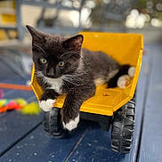 Chunky Munky is registered to the contest to win money with this photo: animal, background_blur, black_and_white, cat, closeup, curious, cute, dump_truck, fur, indoor, kitten, paws, pet, playful, relaxed, toy, toy_wheels, whiskers, wooden_surface, yellow