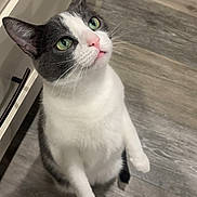 Belle is registered to the contest to win money with this photo: cabinet, cat, close_up, curious, cute, domestic_animal, ears, feline, fur, gray_and_white, green_eyes, hind_legs, indoor, looking_up, pet, pink_nose, standing, tail, whiskers, wooden_floor
