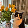 animal, black_and_white, cat, chair, colorful, domestic, flower_arrangement, furniture, golf_balls, indoor, natural_light, pet, plant, still_life, table, tablecloth, tulips, vase, window, yellow_flowers
