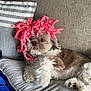 animal, brown_and_white, couch, cozy, curly_ribbon, cushion, cute, decor, dog, domestic_animal, fur, home, indoor, laying_down, paw, pet, pink_ribbon, playful, relaxed, ribbon