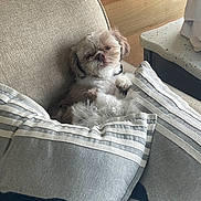 Gipper is registered to the contest to win money with this photo: dog, couch, pillow, indoor, pet, sleepy, beige, gray, whale_design, fur, relaxed, cute, small_dog, home, furniture, resting, animal, cozy, living_room, comfortable