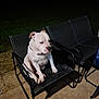 dog, white_dog, chair, outdoor, night, shadow, concrete, pet, animal, black_chair, grass, lonely, seated, quiet, calm, furniture, resting, alone, evening, backyard