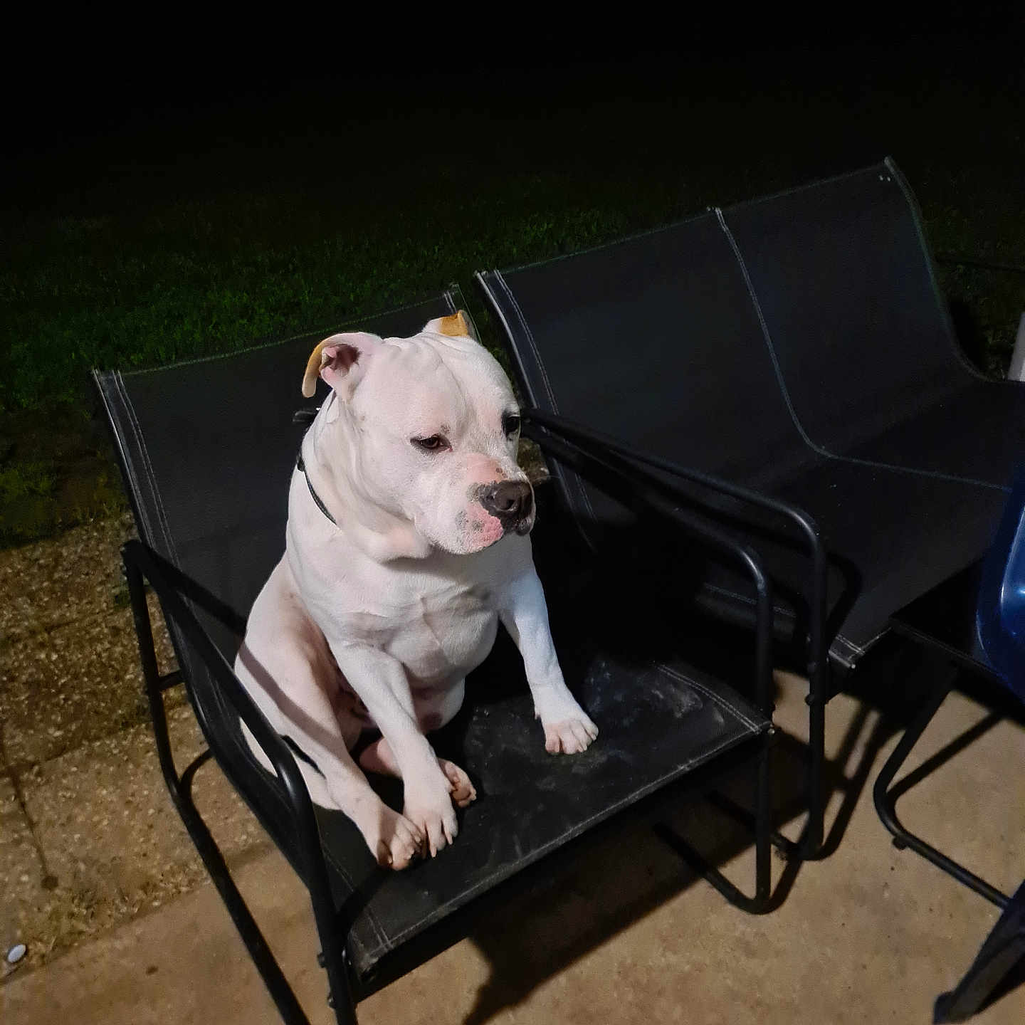 Chase participe au concours pour gagner de l'argent avec cette photo : alone, animal, backyard, black_chair, calm, chair, concrete, dog, evening, furniture, grass, lonely, night, outdoor, pet, quiet, resting, seated, shadow, white_dog