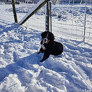 Arcko participe au concours pour gagner de l'argent avec cette photo : dog, puppy, bernese_mountain_dog, snow, winter, fence, rural, field, outdoors, cold, playful, sitting, fur, pawprints, sunlight, shadow, trees, farm, landscape, blue_sky