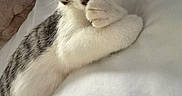 Luna is registered to the contest to win money with this photo: cat, kitten, tabby, white_fur, striped_fur, pet, animal, paw, face, eyes, ears, whiskers, sleeping, relaxed, lying_down, bed, bedding, indoors, portrait, cute