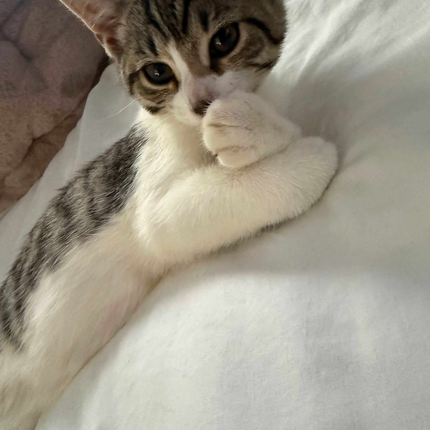 Luna is registered to the contest to win money with this photo: cat, kitten, tabby, white_fur, striped_fur, pet, animal, paw, face, eyes, ears, whiskers, sleeping, relaxed, lying_down, bed, bedding, indoors, portrait, cute
