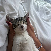 Luna joined the competition — help win amazing prizes! cat, kitten, tabby, white_fur, sleeping, closed_eyes, animal, pet, portrait, indoors, bed, bedding, white_sheets, human_hand, cradled, relaxed, cute, whiskers, ears, natural_light