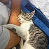 Luna is registered to the contest to win money with this photo: cat, kitten, tabby, white_fur, striped_fur, sleeping, relaxed, cozy, pet, animal, whiskers, ears, paws, curled_up, bed, blanket, blue, person, leg, indoors