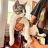 Luna is registered to the contest to win money with this photo: kitten, cat, animal, pet, tabby, white_fur, gray_fur, blue_eyes, whiskers, pointed_ears, paws, being_held, person, indoor, home, window, natural_light, wood_floor, smartphone, portrait