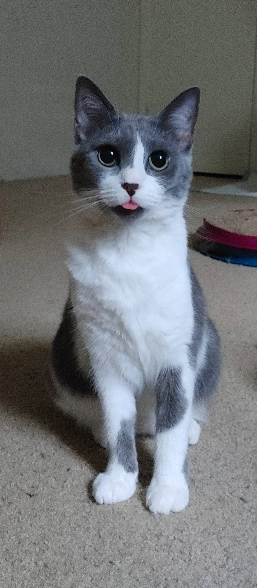 Lucy joined the competition — help win amazing prizes! abyssinian, accessories, alloywheel, angora, animal, car, carwheel, cat, kitten, machine, manx, pet, siamese, spoke, strap, tire, transportation, vehicle, wheel