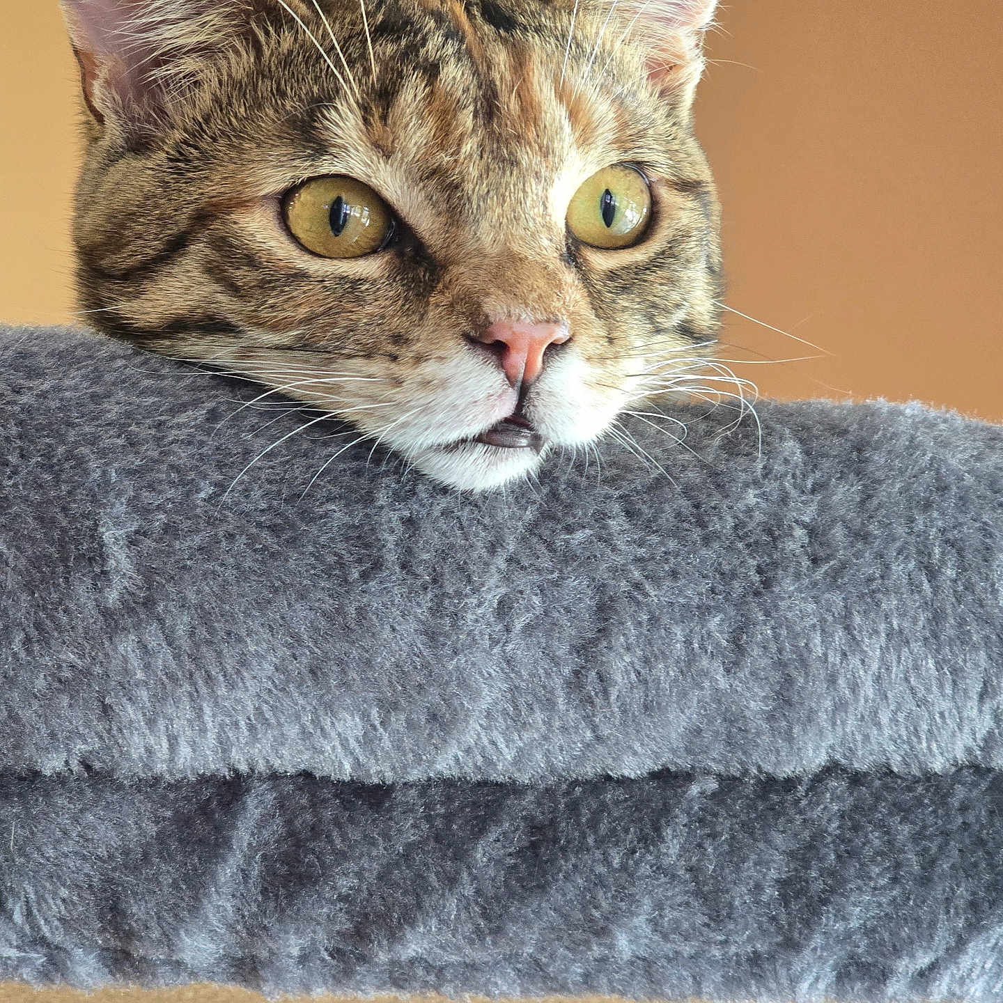 Amber is registered to the contest to win money with this photo: abyssinian, animal, blanket, cat, egyptiancat, kitten, manx, pet